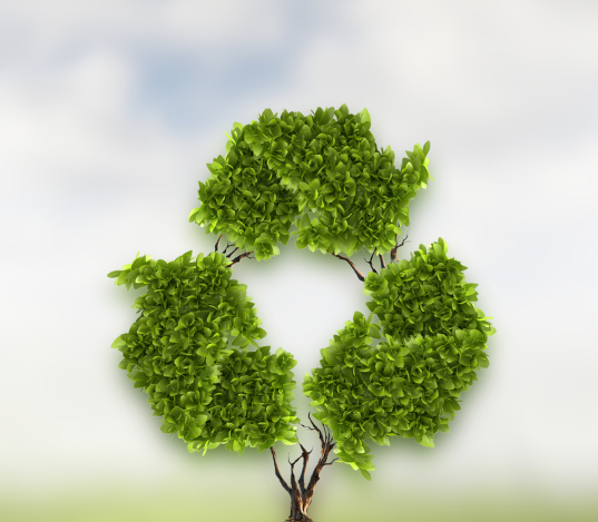Cycle_Baum_Ligna2